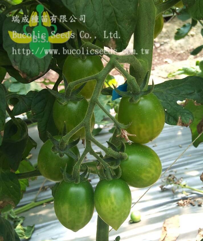 Tomato 45 - Tomato 45